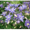 Саженцы аквилегии Винки Ерли Скай Блю (Winky Early Sky Blue) -  комплект 5 шт.