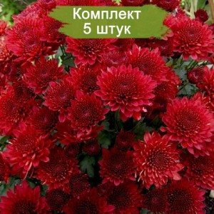 Саженцы хризантемы бордовой мультифлоры Бранхил Ред (Branhill Red) -  комплект 5 шт.