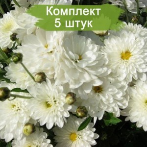 Саженцы белой хризантемы мультифлоры Пауло Уайт (Paularo White) -  комплект 5 шт.