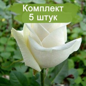 Саженцы чайно-гибридной розы Боинг (Boeing) -  комплект 5 шт.