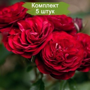 Саженцы розы флорибунды Лаваглут / Лаваглют (Lavaglut) -  комплект 5 шт.