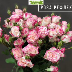 Саженцы кустовой розы Рефлекс (Reflex) -  комплект 5 шт.