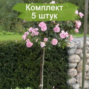 Саженцы штамбовой розы Боника (Bonica) -  комплект 5 шт.
