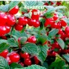 Саженцы вишни войлочной Сказка - комплект 5 шт.