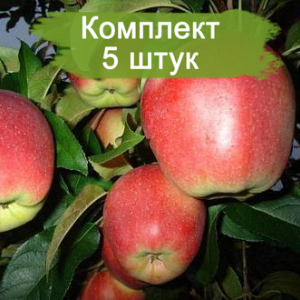 Саженцы яблони Лигол (Ligol) -  комплект 5 шт.