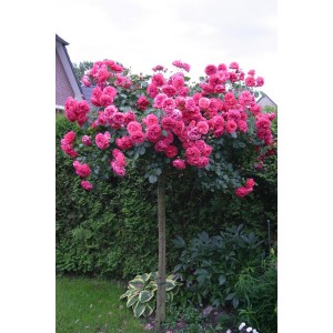 Саженец штамбовой розы Розариум Ютерзен (Rosarium Uetersen)